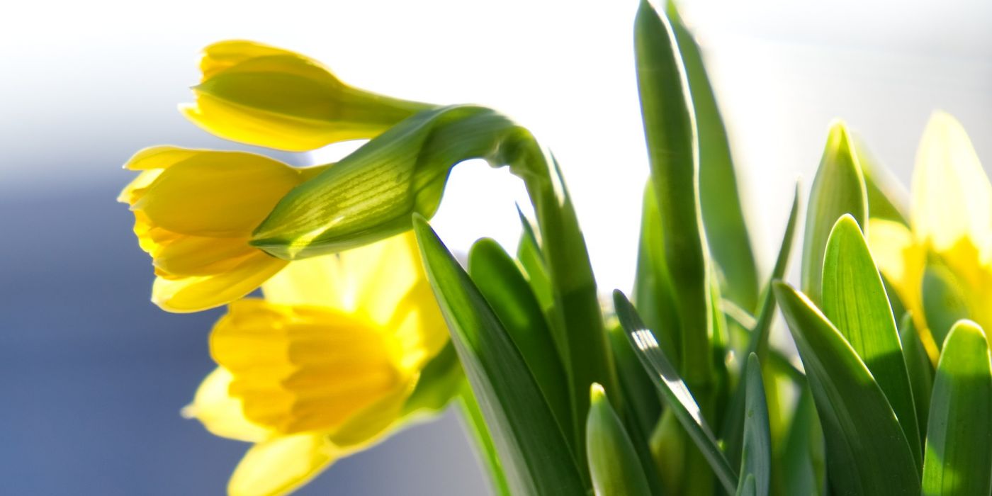 Daffodils 4025094 1920